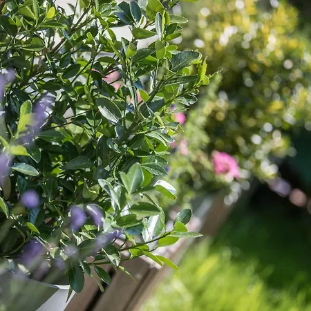 Family With Garden Lublana